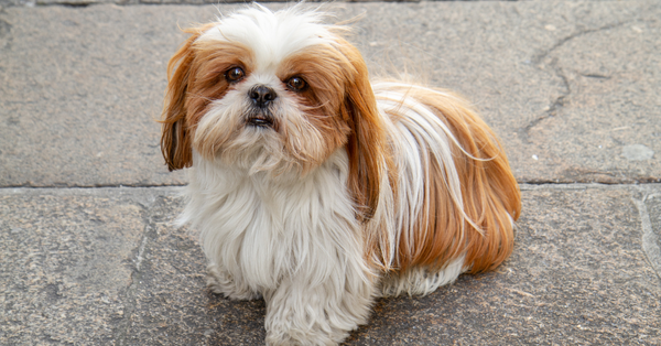 Shih Tzu