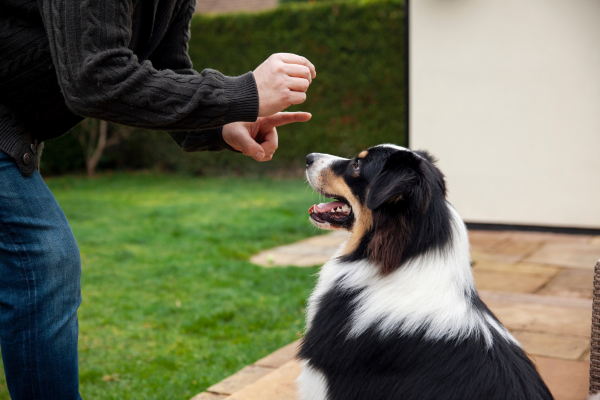 motivates a dog quite like positive reinforcement