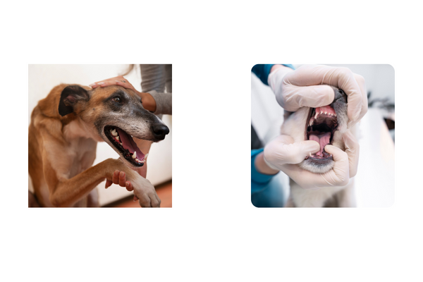 Pet dental problems