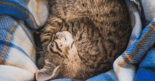 Cat covering their face while sleep