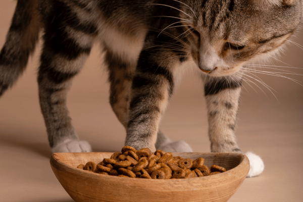 Changes in Eating Habits of cat