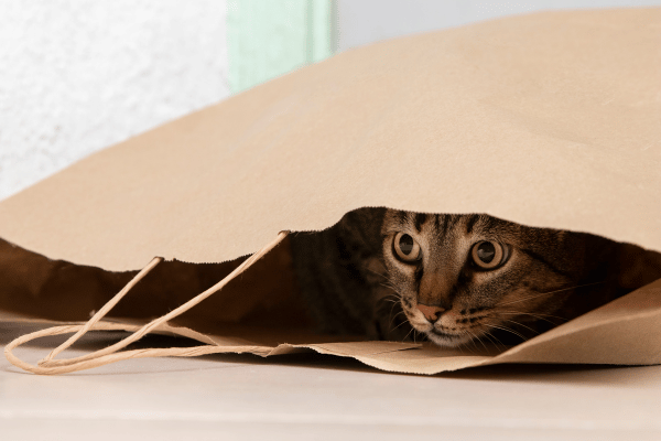 Cat Hiding More Than Usual