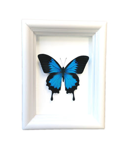 Real Framed Butterfly Taxidermy - Papilio Ulysses Plain - Insects, Vin ...