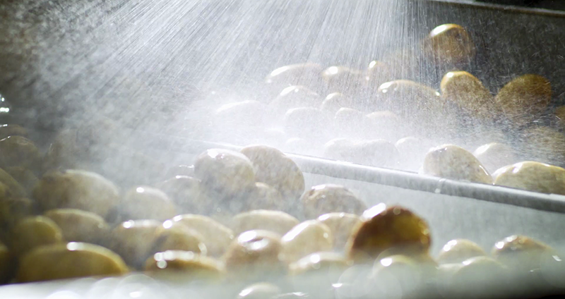 How our salted egg potato chips are made peeling