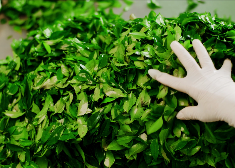 How our Salted Egg Potato Chips are made curry leaves