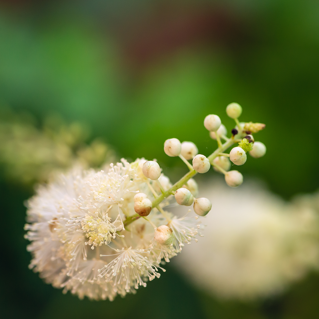 Black Cohosh