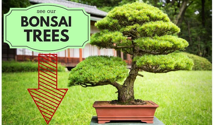 Bonsai Tree Bamboo Plants Indoor Outdoor Pots And Tools