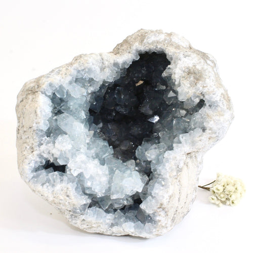Large celestite crystal geode - 2kg | ASH&STONE Crystals Shop Auckland NZ