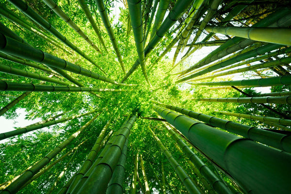 A photo of looking up at tall bamboo trees