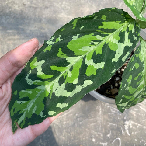 Aglaonema Pictum Tricolor – RAVHOUSE