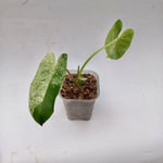 Philodendron Burlemarx Mint Variegated