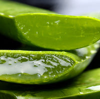 Image of Aloe Vera plant