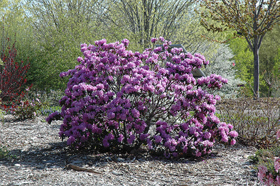 Rhododendron Cheer – Kilmarnock Nurseries