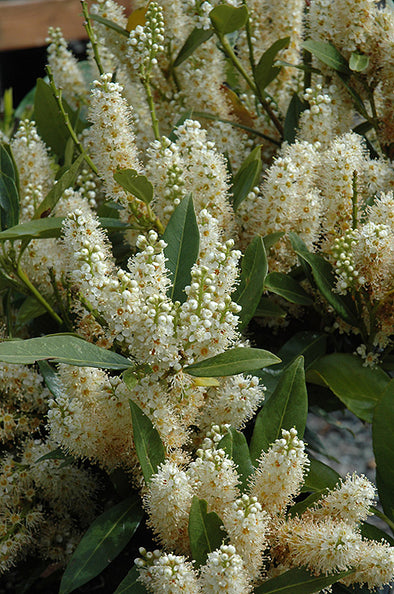 Salix integra 'Hakuro Nishiki' (Tricolor Willow) – Green Thumb Nurseries