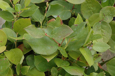 Salix purpurea 'Nana' (Creeping Arctic Willow) – Green Thumb Nurseries