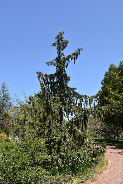 Salix purpurea 'Nana' (Creeping Arctic Willow) – Green Thumb Nurseries