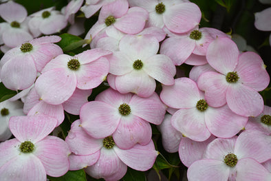 Cornus kousa 'Heart Throb' 330 mm - Botanical Creations