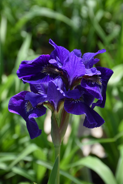 Iris sibirica 'Snow Queen' - iris blanc pour berge fraiche