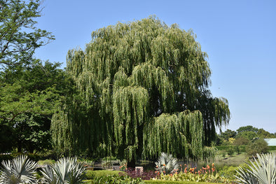 Salix integra 'Hakuro Nishiki' (Tricolor Willow) – Green Thumb Nurseries