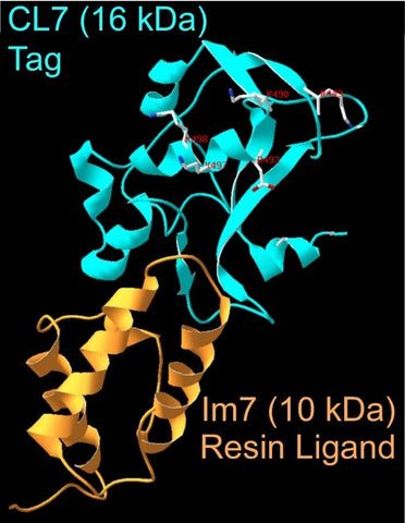 Image of CL7 bound to Im7 Resin Ligand