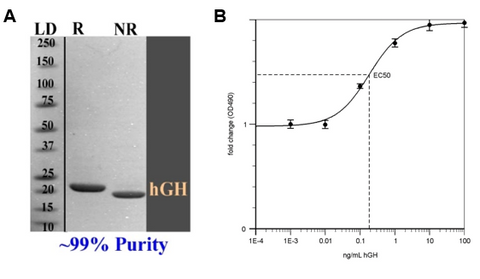 hgh purity and activity assay images