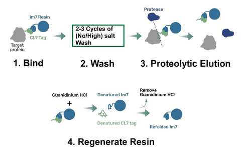 cl7 purification workflow