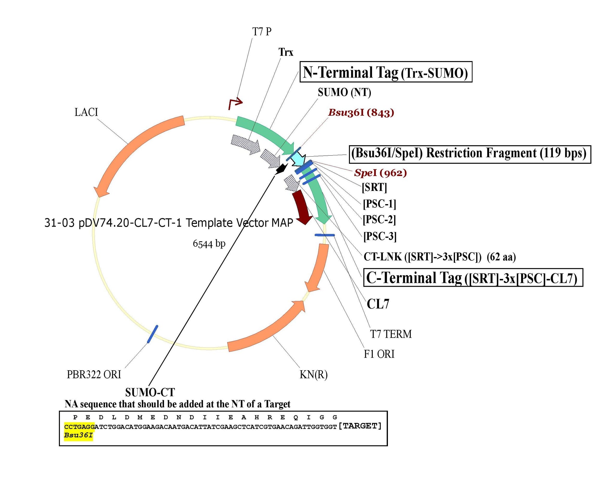 add pieces in to plasmid maps snapgene viewer