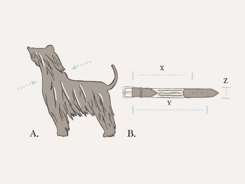 Dog Collar Measurement Guide