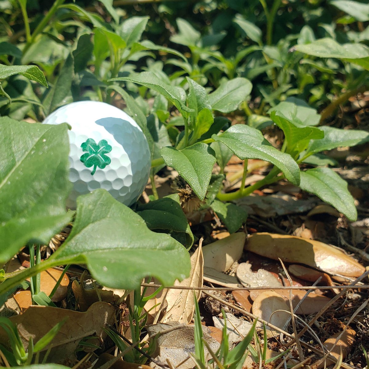 clover ball tatt bushes 89343e8b 2bc4 45f5 9f55 04ff96f1668d