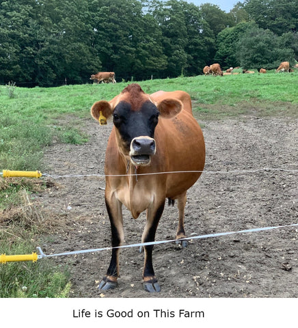 cows at White Rock Farm in East Randolph Vermont