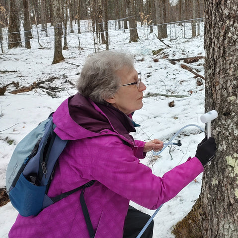 Tapping maple trees at Strong Family Maple in Orange, Vermont is a family event