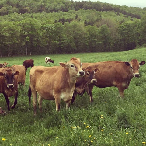 Happy cows in the pasture at Gilead Brook Farm