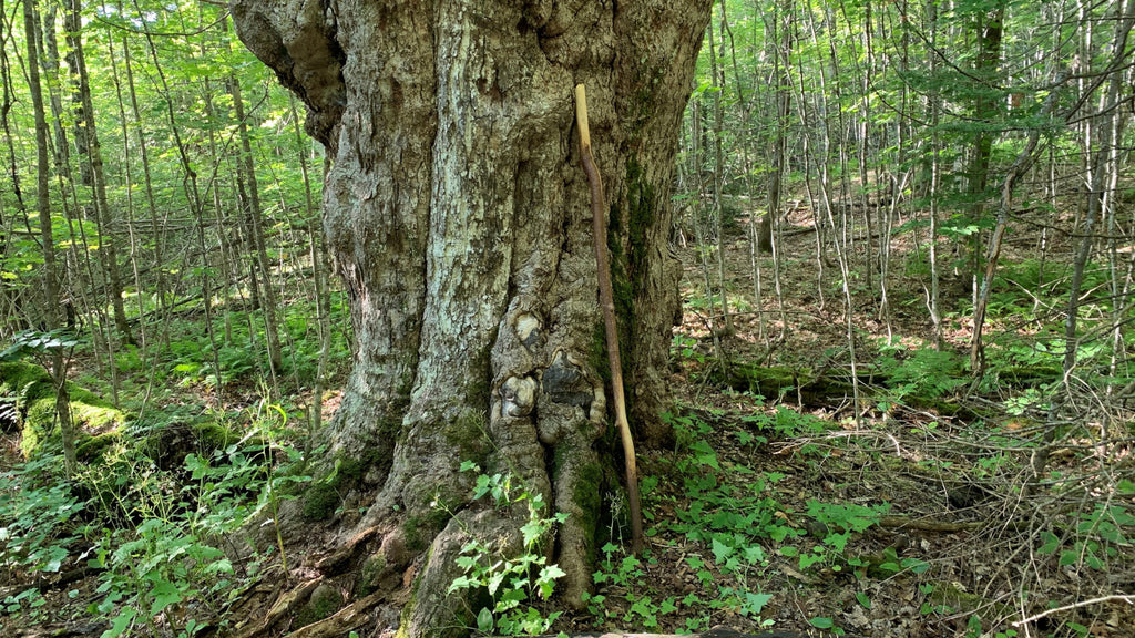 old growth sugar maple tree