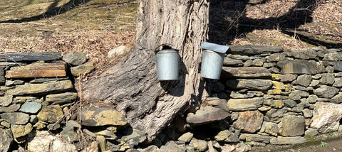 maple sap buckets hanging on Vermont trees will make about one quart of maple syrup per bucket