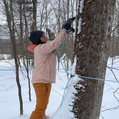 tapping Vermont maple trees at The Sugar Barn in Washington, VT