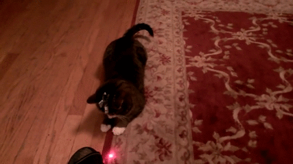 Juguete láser para gatos con proyector de animales