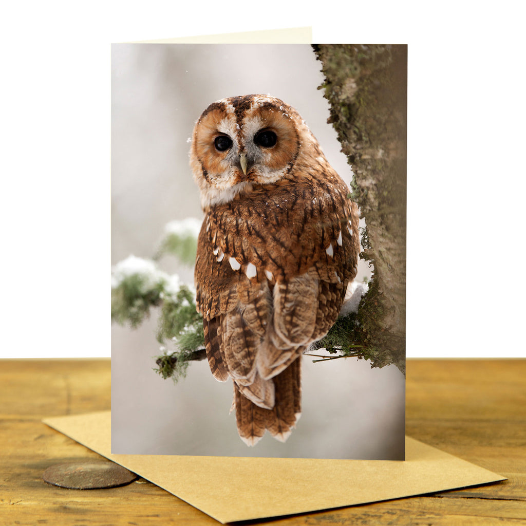 Tawny Owl Coin Purse