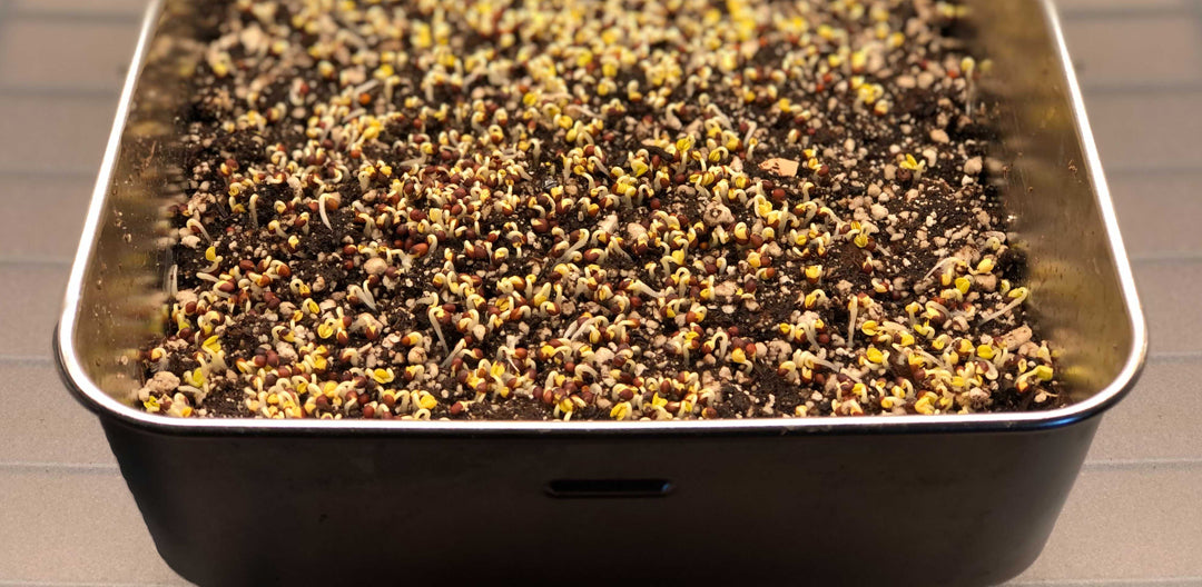 sprouting micro greens