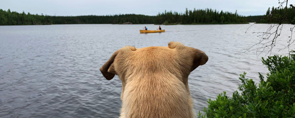 Dog watching canoe 