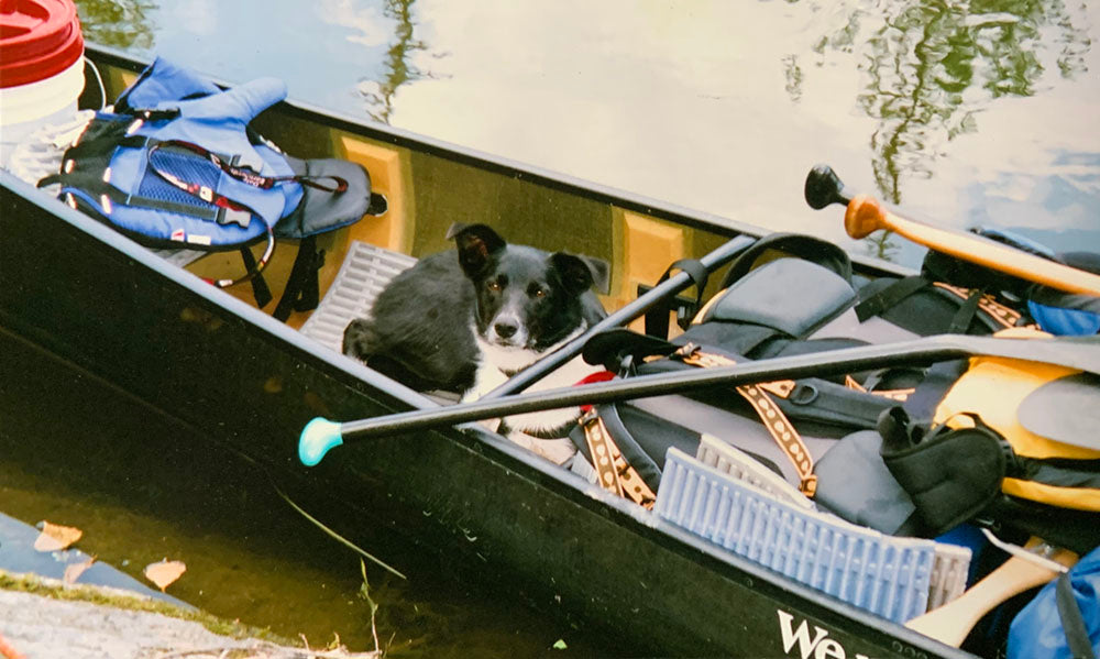 dog waiting for command in canoe 