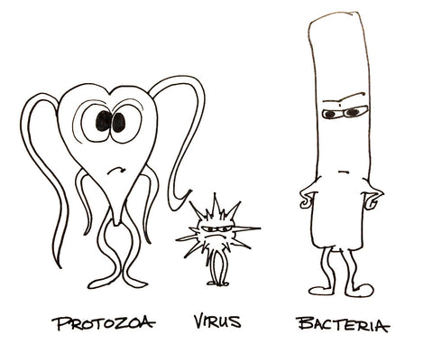 Protozoa, bacteria and viruses