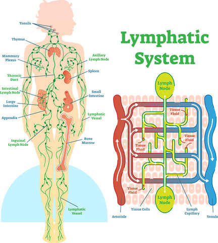 Magnetology Lymphvity Ring