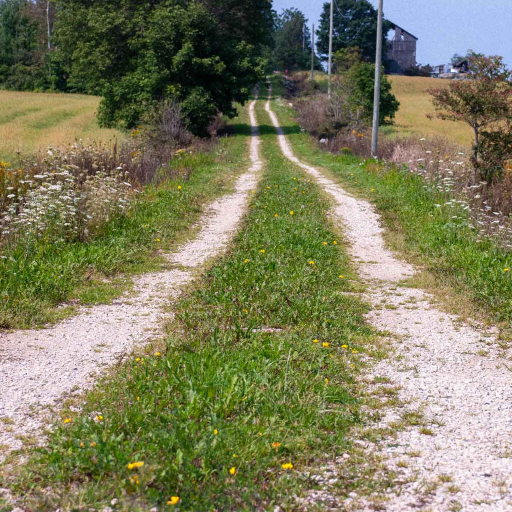 Meaford, farm driveway