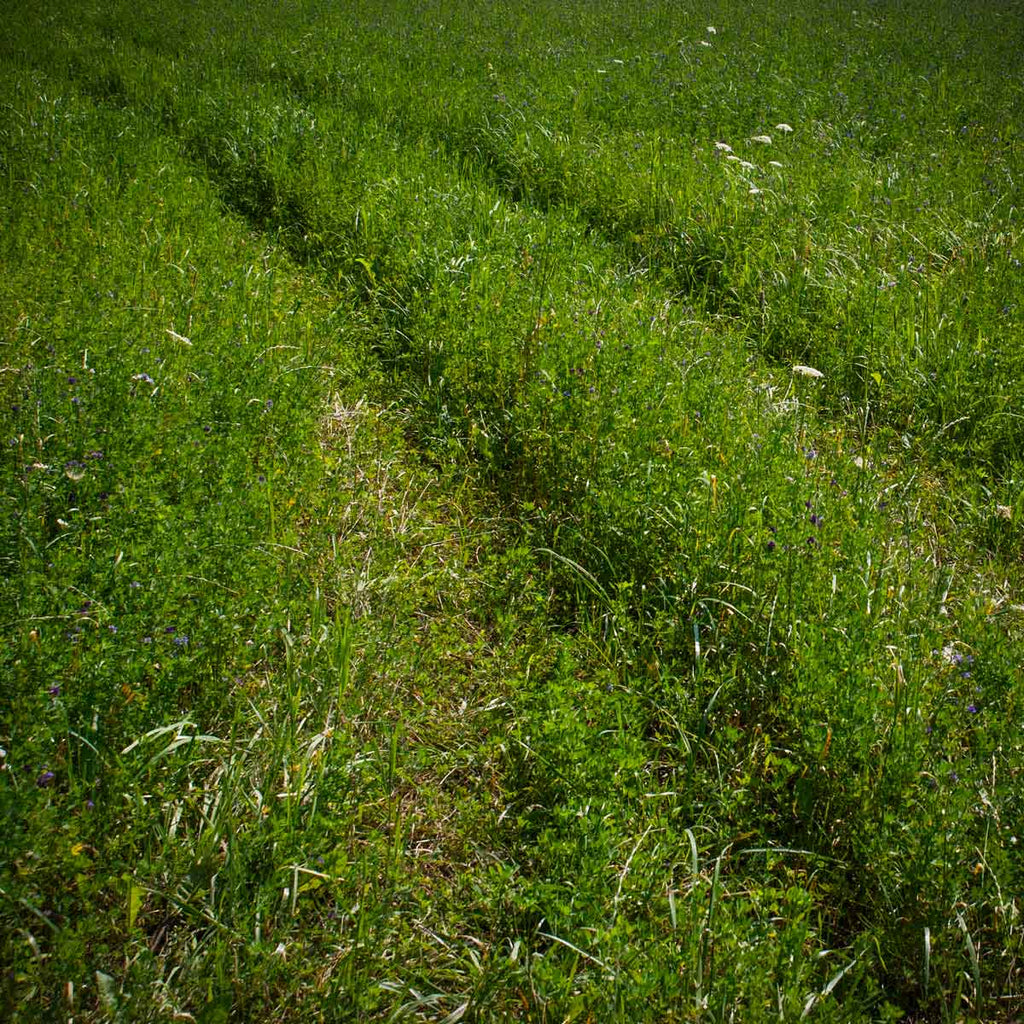 Meaford, tire tracks in a fieldd