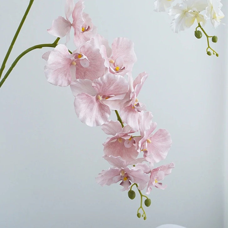 Silk Phalaenopsis Orchids by Allthingscurated feature dynamic blooms with vivid details and texture that will add a touch of understated elegance and charm to your living space. These graceful beauties come in 5 mesmerizing colors.