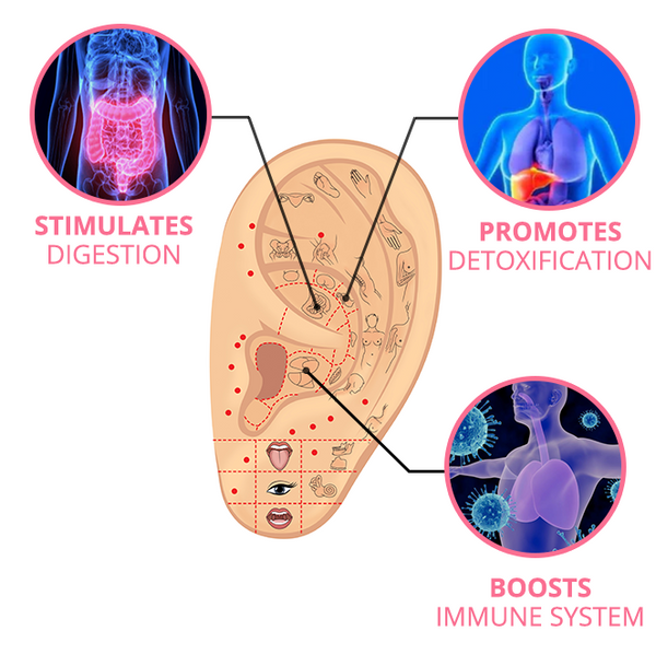 CC™ Lymphvity MagneTherapy Germanijske naušnice