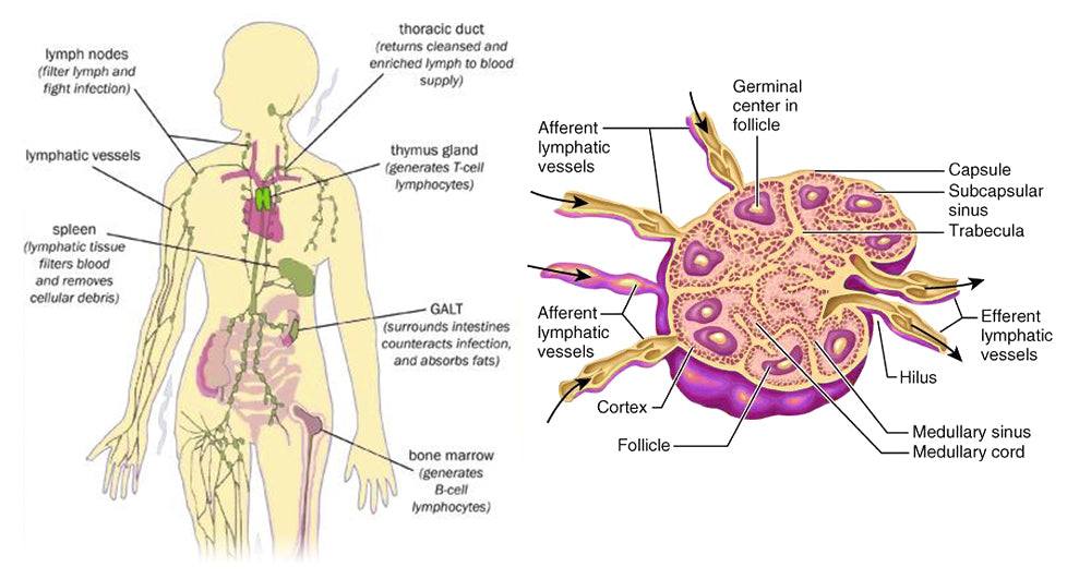 18 Karat Titan-Platin-Legierung lymphvitische Ohrring-Rückseiten