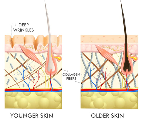 Pro Collagen and Argireline Lifting Ampoule Serum