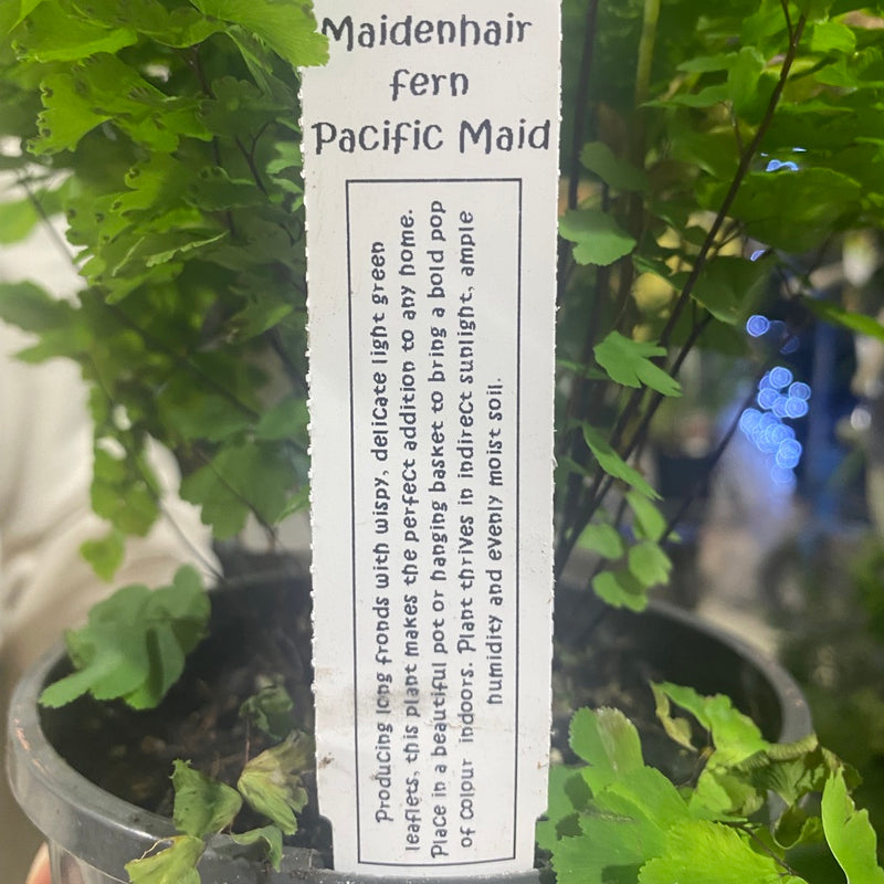 Fern Madenhair Pacific Maid