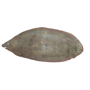 Sole Fish (kg) Fresh Seafood Fresh Next-Day Online Palengke Delivery in Metro Manila, Philippines by Safe Select